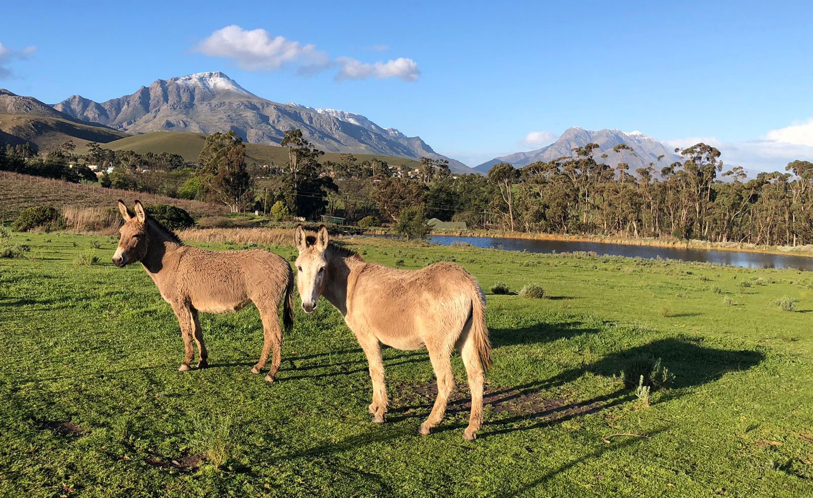 Visitears Visit Us - EARS Donkey Sanctuary, Greyton